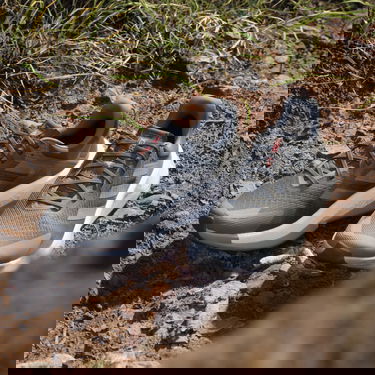 Tenisky a topánky adidas Performance adidas TERREX Čierna | IE8453, 5