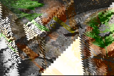 Šortky BAPE Forest Camo Sweatshorts Rôznofarebný | 001SPF301014X, 2
