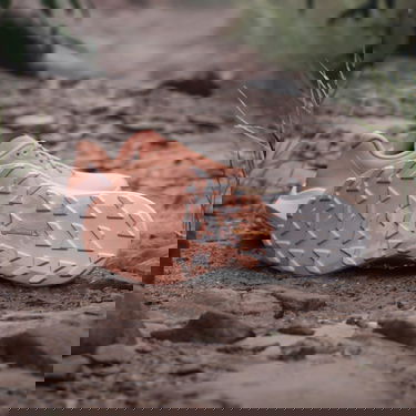 Tenisky a topánky adidas Performance Terrex Agravic 3 Trail Running Oranžová | IG6582, 2