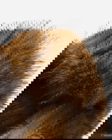 Klobúk GUESS Chunky Fur Hat Rôznofarebný | M5BZ05W2701 FJ06, 7