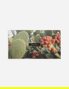Cactus Print Greeting Cards Set With Envelopes