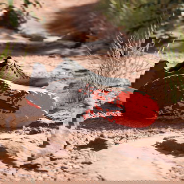 Tenisky a topánky adidas Performance adidas TERREX Terrex Agravic Flow Trail Running 2.0 Čierna | IG8018, 4